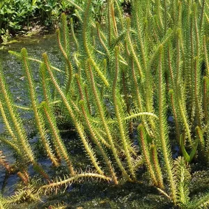 myriophyllum crispatum