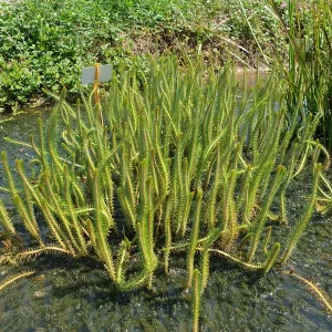 myriophyllum crispatum