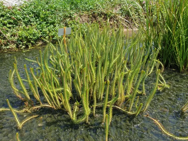 myriophyllum crispatum
