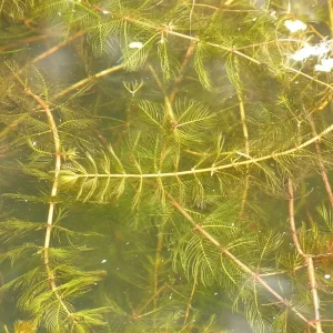 myriophyllum spicatum myriophylle en épis