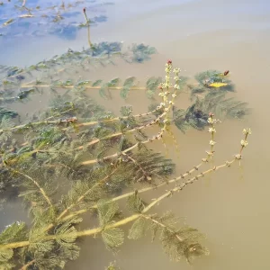 myriophyllum spicatum myriophylle en épis
