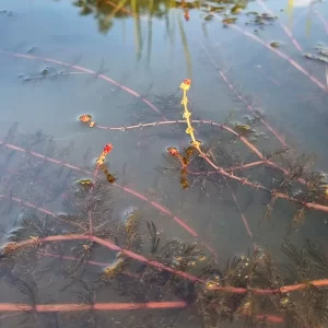 myriophyllum spicatum myriophylle en épis