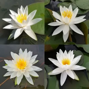 Nénuphars blancs