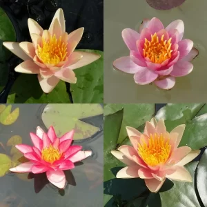 Nénuphars changeants