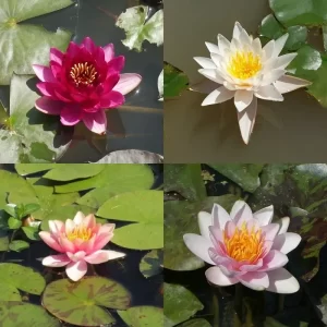 Nénuphars nains et petits