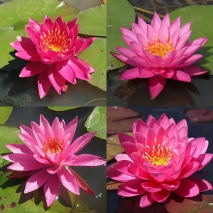 Nénuphars fuchsia et rose vif