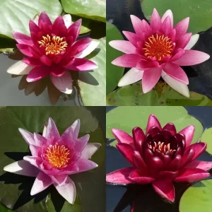 Nénuphars rouges
