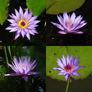Nénuphars tropicaux