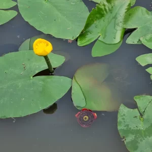 nuphar japonica rubra nuphar japonais rouge