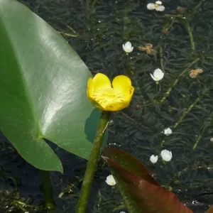nuphar japonica rubra nuphar japonais rouge