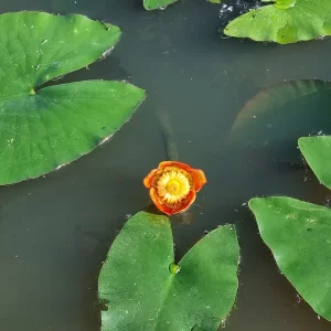 nuphar japonica rubra nuphar japonais rouge