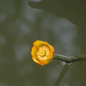 nuphar japonica rubra nuphar japonais rouge
