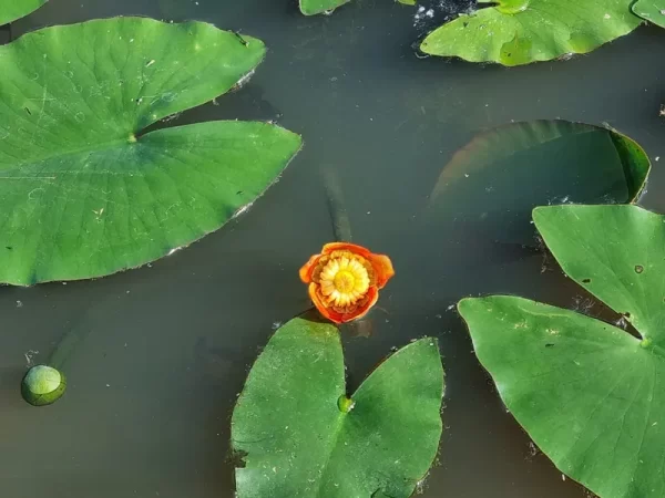 nuphar japonica rubra nuphar japonais rouge
