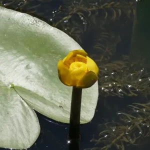 nuphar lutea nuphar jaune
