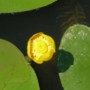 nuphar lutea nuphar jaune