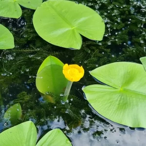 nuphar lutea nuphar jaune