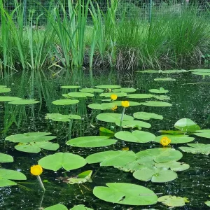 nuphar lutea nuphar jaune