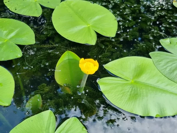 nuphar lutea nuphar jaune