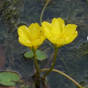 nymphoides peltata petit nénuphar pelté