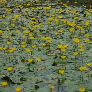 nymphoides peltata petit nénuphar pelté