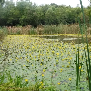 nymphoides peltata petit nénuphar pelté