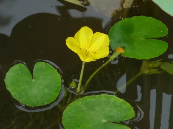nymphoides peltata petit nénuphar pelté