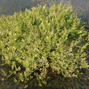 oenanthe javanica flamingo céleri d'eau