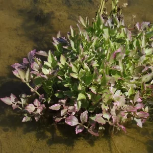 oenanthe javanica flamingo céleri d'eau