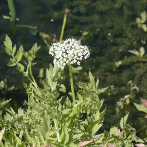oenanthe javanica flamingo céleri d'eau