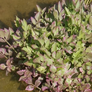 oenanthe javanica flamingo céleri d'eau