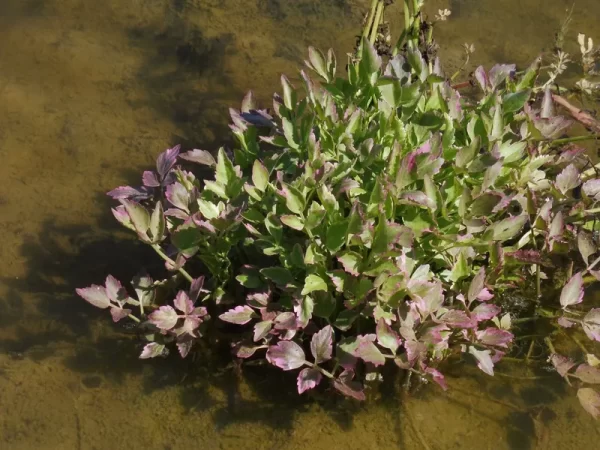 oenanthe javanica flamingo céleri d'eau