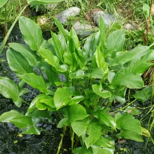 peltandra virginica arum de virginie