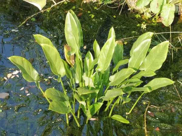 peltandra virginica arum de virginie