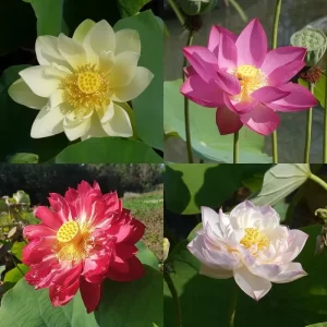 Lotus petits - pour pots 45-50 cm de diamètre