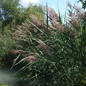 phragmites australis roseau commun