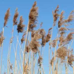 phragmites australis roseau commun