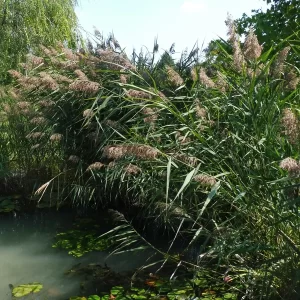phragmites australis roseau commun