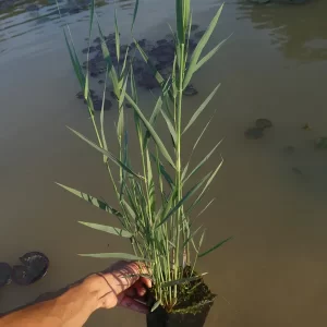 phragmites australis roseau commun