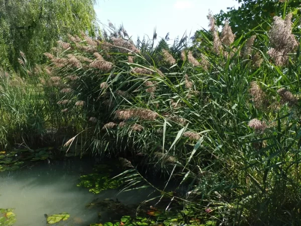 phragmites australis roseau commun
