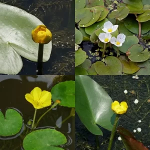 Plantes aquatiques similaires aux nénuphars