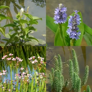 Plantes de marais