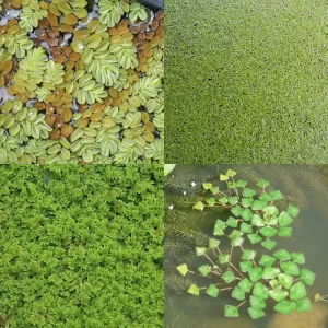 Plantes flottantes
