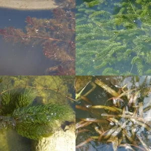 Plantes oxygénantes submergées