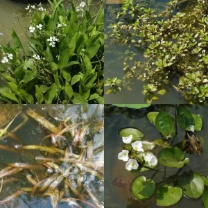 Plantes pour aquarium