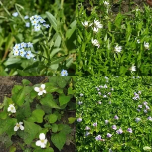 Plantes pour sol humide