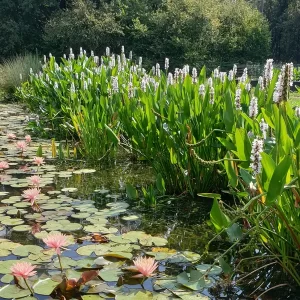 pontederia cordata alba pontédérie blanche