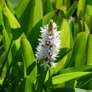 pontederia cordata alba pontédérie blanche
