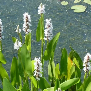 pontederia cordata alba pontédérie blanche