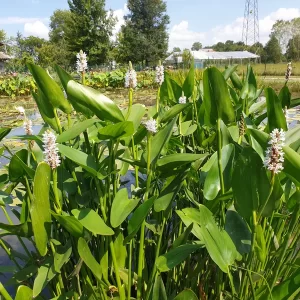 pontederia cordata alba pontédérie blanche
