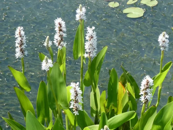 pontederia cordata alba pontédérie blanche